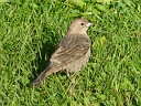 Brown-headed Cowbird