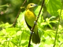 Blackbirds & Orioles