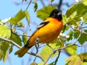 Blackbirds & Orioles