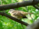 More Rose-breasted Grosbeaks