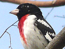 Cardinals, Grosbeaks & Buntings