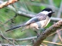 Chickadees & Titmice