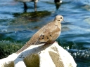 More Mourning Doves