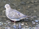 Doves & Pigeons