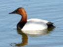 Ducks (diving)