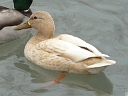 More Mallard crosses