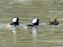 Diving Ducks