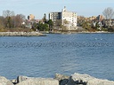 More Scaup