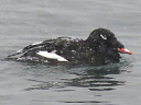 More White-winged Scoters