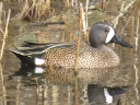 More Blue-winged Teal Ducks