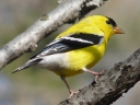 Finches