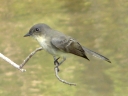Eastern Phoebe