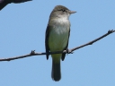 More Willow Flycatchers