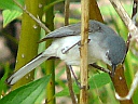 Gnatcatchers