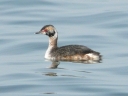 More Horned Grebes