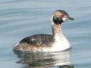 Grebes