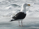 More Great Black-backed Gulls
