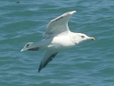 More Herring Gulls