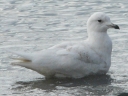 More Iceland Gulls