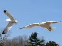 Gulls & Terns