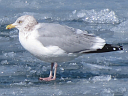 Thayer's Gull