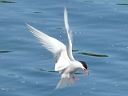 Gulls & Terns