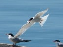 Gulls & Terns