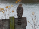 More Cooper's Hawks