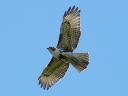 Hawks