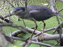 Herons & Egrets