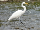 Herons & Egrets
