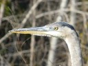 Herons & Egrets