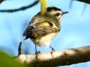 Kinglets