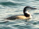 More Common Loons