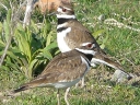 More Killdeer