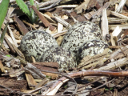 More Killdeer