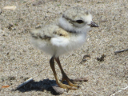 More Piping Plovers