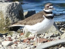 Plovers