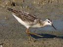 Wilson's Phalarope