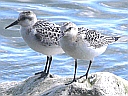 Sandpipers