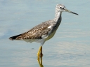 Sandpipers