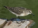 Semipalmated Sandpiper