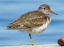 Spotted Sandpiper