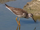 Lesser Yellowlegs