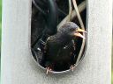 More European Starlings