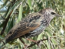 Starlings