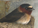 More Cliff Swallows