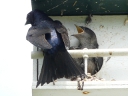 More Purple Martins