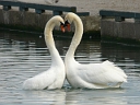 Mute Swan