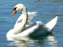 Swans & Geese